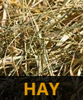 hay