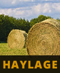 hay