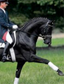 horsey